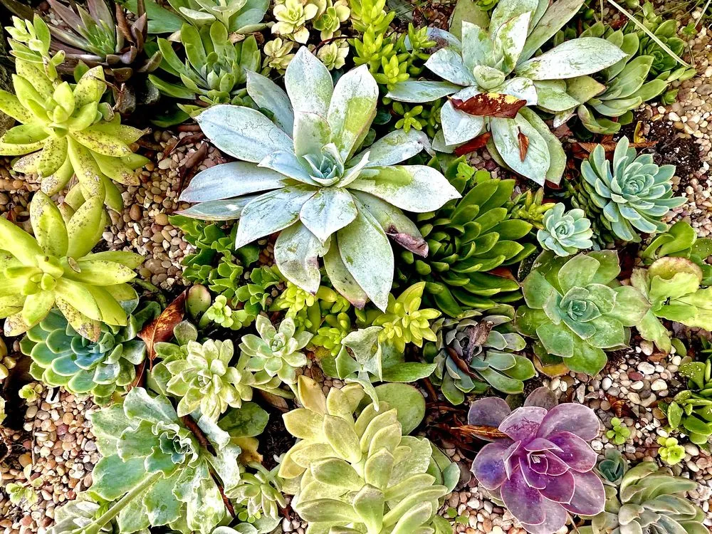 Trusted landscape design for year-round maintenance in Beverly Hills, CA by Virgo Designs And Landscaping