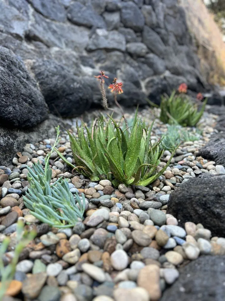 Local outdoor landscaping in Beverly Hills, CA by Virgo Designs And Landscaping