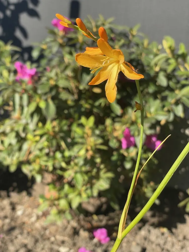 Reliable residential landscaping for year-round maintenance in Clackamas, OR by Viridian Landscaping