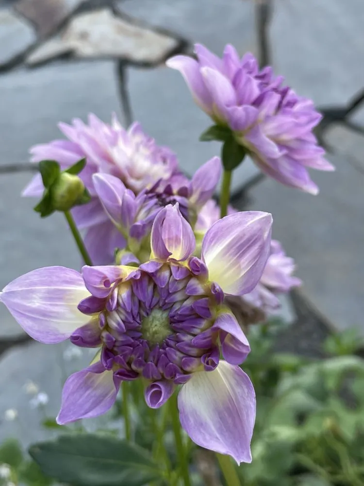 Trusted residential landscaping experts serving Clackamas, OR - Viridian Landscaping