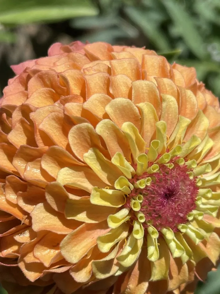 Reliable landscape installation for year-round maintenance across Clackamas, OR - Viridian Landscaping