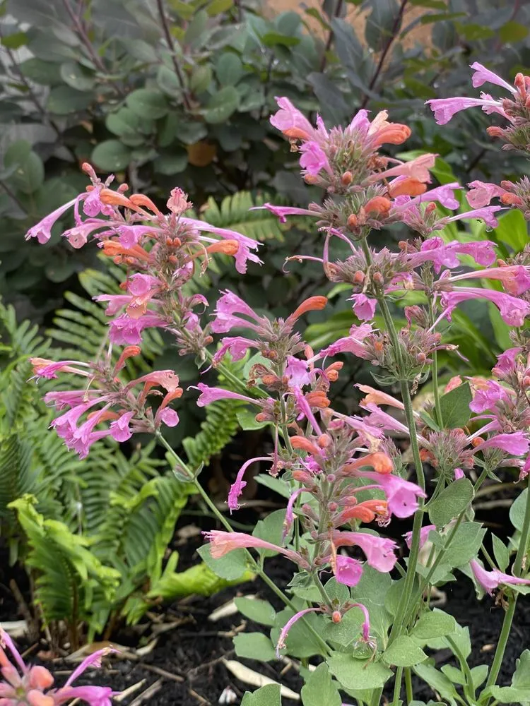 Reliable landscaping services in Clackamas, OR - Viridian Landscaping