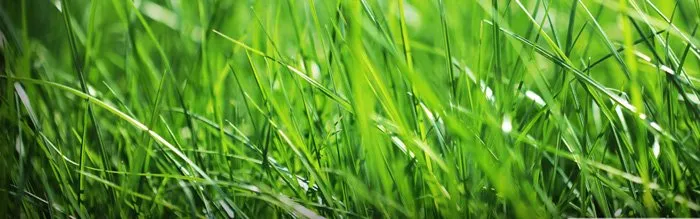 Local residential landscaping in Saratoga Springs, UT by Viridis Lawn and Pest