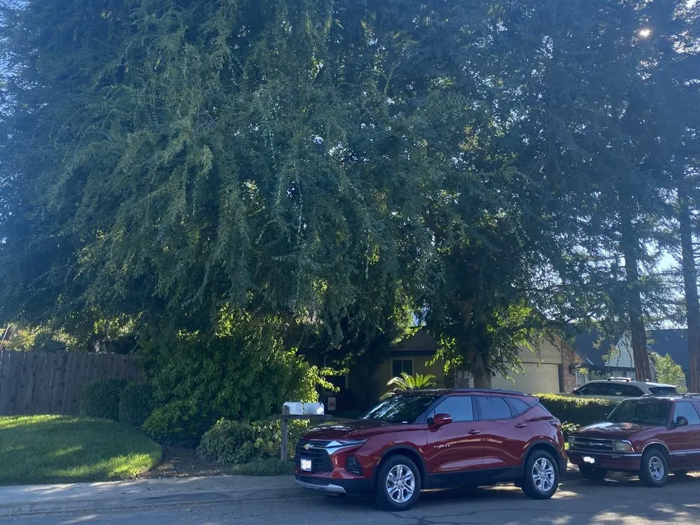 Local yard cleanup service for beautiful yards across Visalia, CA - Visalia Landscape and Tree Company