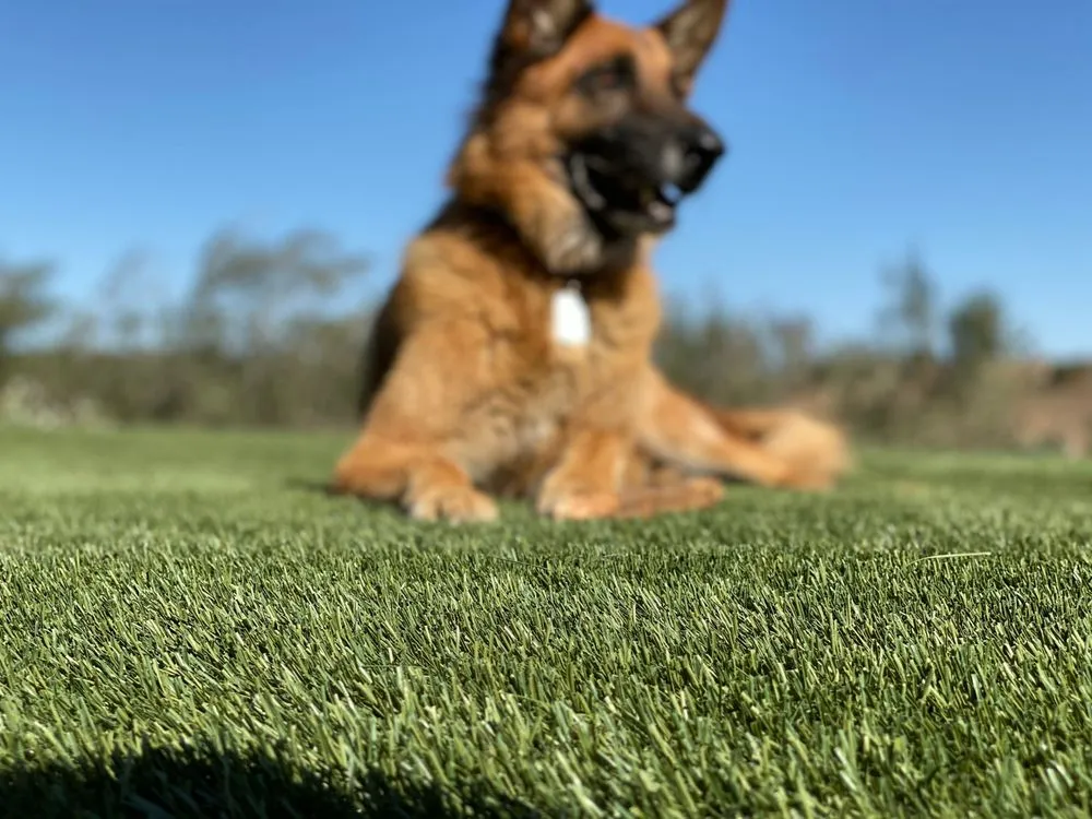 Top-rated lawn mowing service for homes in Visalia, CA by Visalia Turf Supply