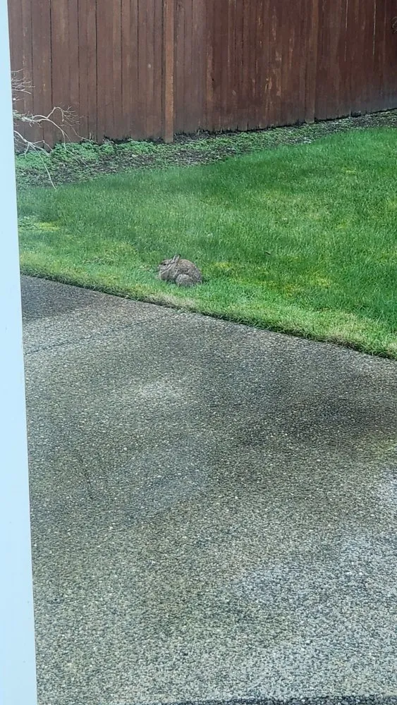 Affordable landscape design for outdoor upgrades in Everett, WA by Viscapes HD