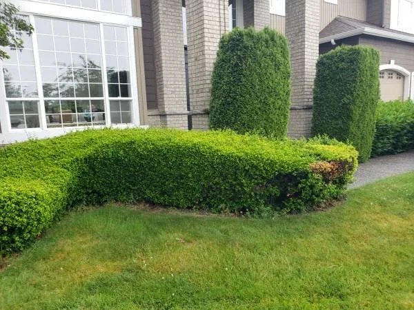 Expert yard maintenance in Everett, WA by Viscapes HD
