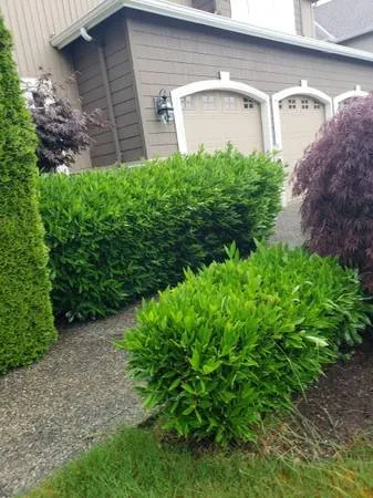 Reliable residential landscaping for outdoor upgrades across Everett, WA - Viscapes HD