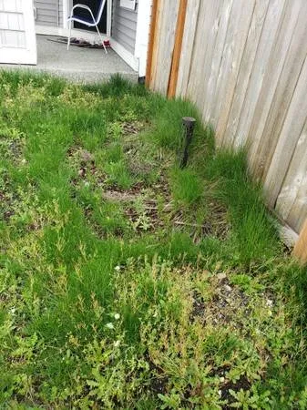 Top-rated landscaping services in Everett, WA - Viscapes HD