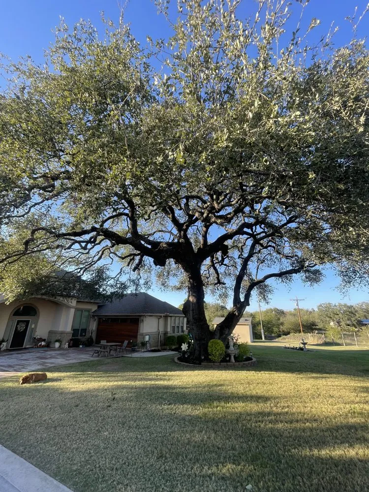 Reliable lawn mowing service in Kingsland, TX by Vision Green Land Care