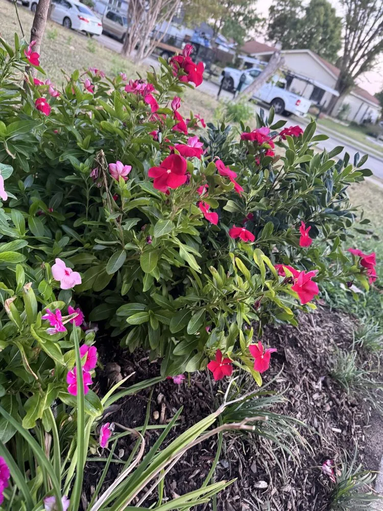 Professional landscape installation for beautiful yards in Farmers Branch, TX by Vision ladscaper