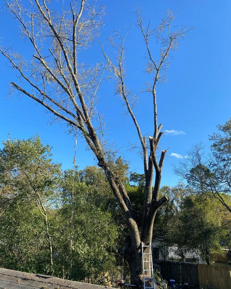 Local landscaping services for homes in Boston, MA by Vision Landscaping & Tree Service