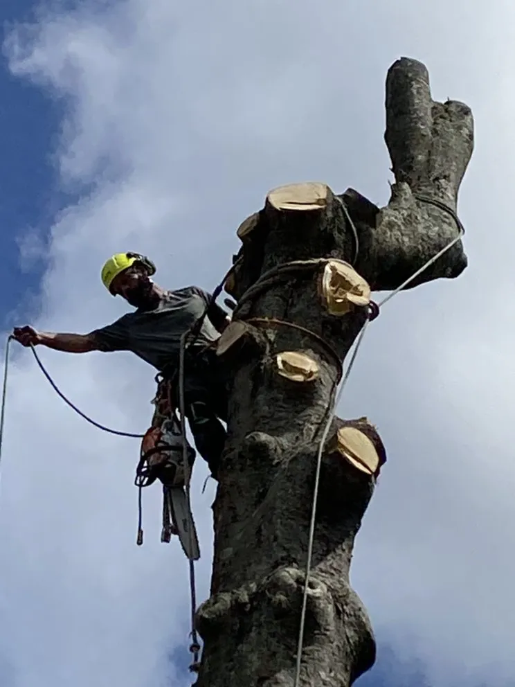 Affordable landscape design in Boston, MA - Vision Landscaping & Tree Service