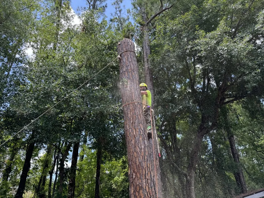 Custom landscape installation for beautiful yards across Lake Mary, FL - Vision Landscaping and Tree Services