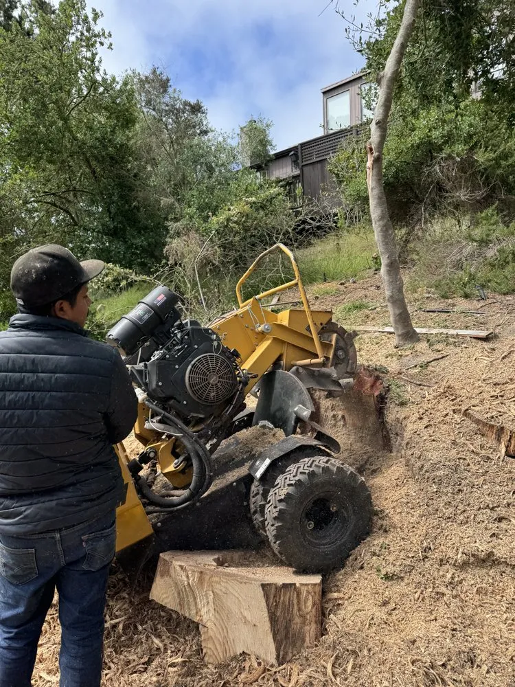 Professional residential landscaping in Lake Mary, FL - Vision Landscaping and Tree Services