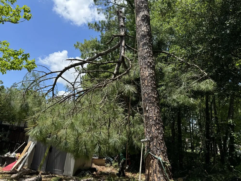 Affordable yard cleanup service in Lake Mary, FL - Vision Landscaping and Tree Services