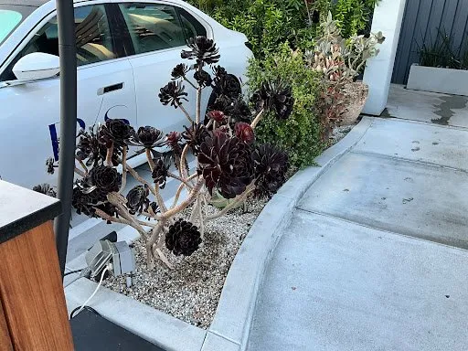 Reliable landscape design experts serving Simi Valley, CA - Vision Landscaping