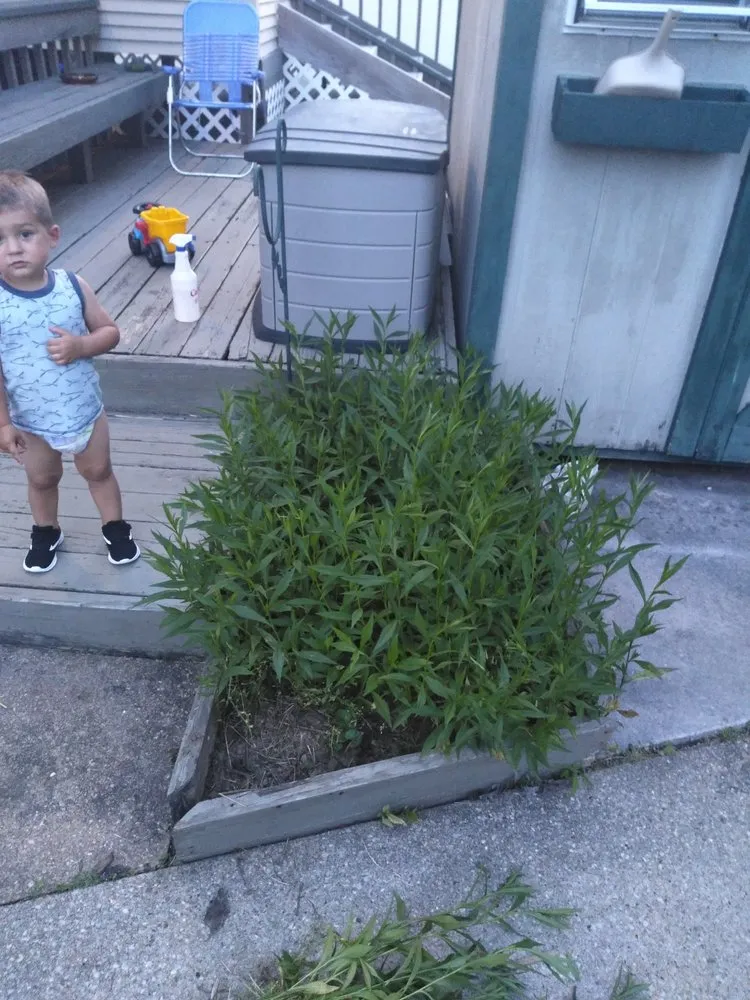 Local garden landscaping for outdoor upgrades in Dundalk, MD by Vision of Hope Landscaping and Home Improvement