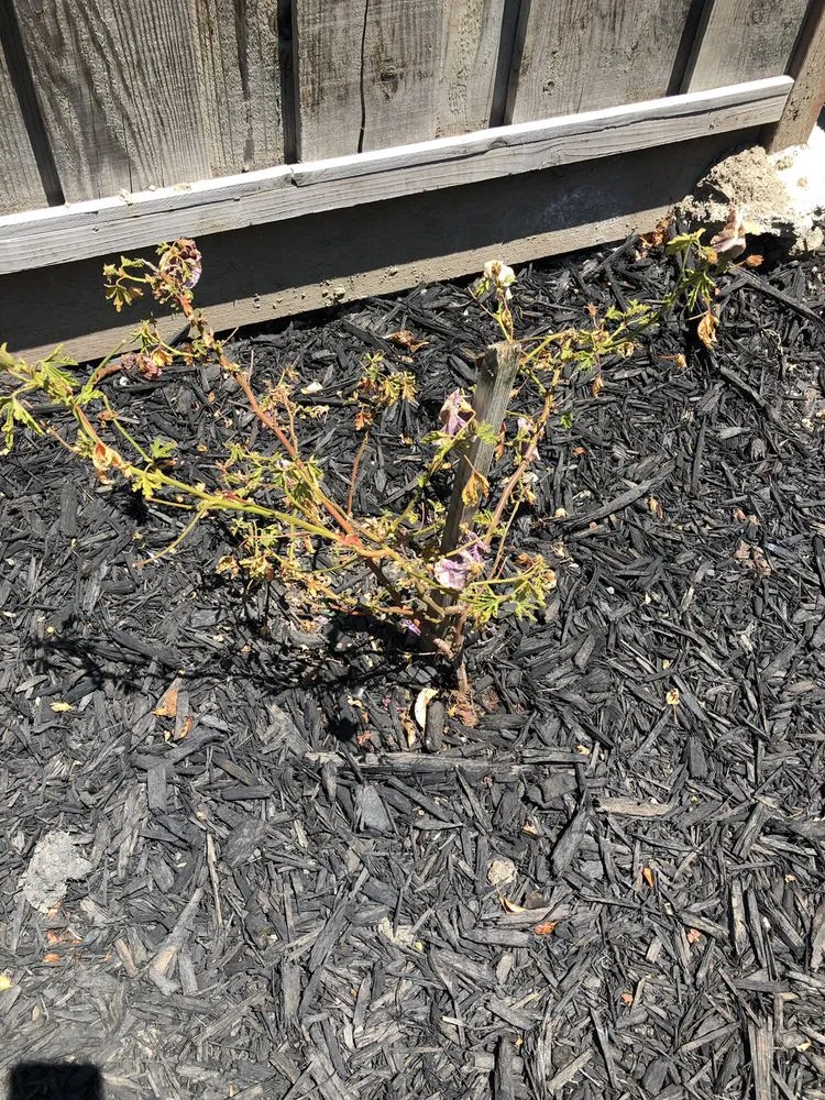 Custom outdoor landscaping in Livermore, CA by Vision Scapes & Associates