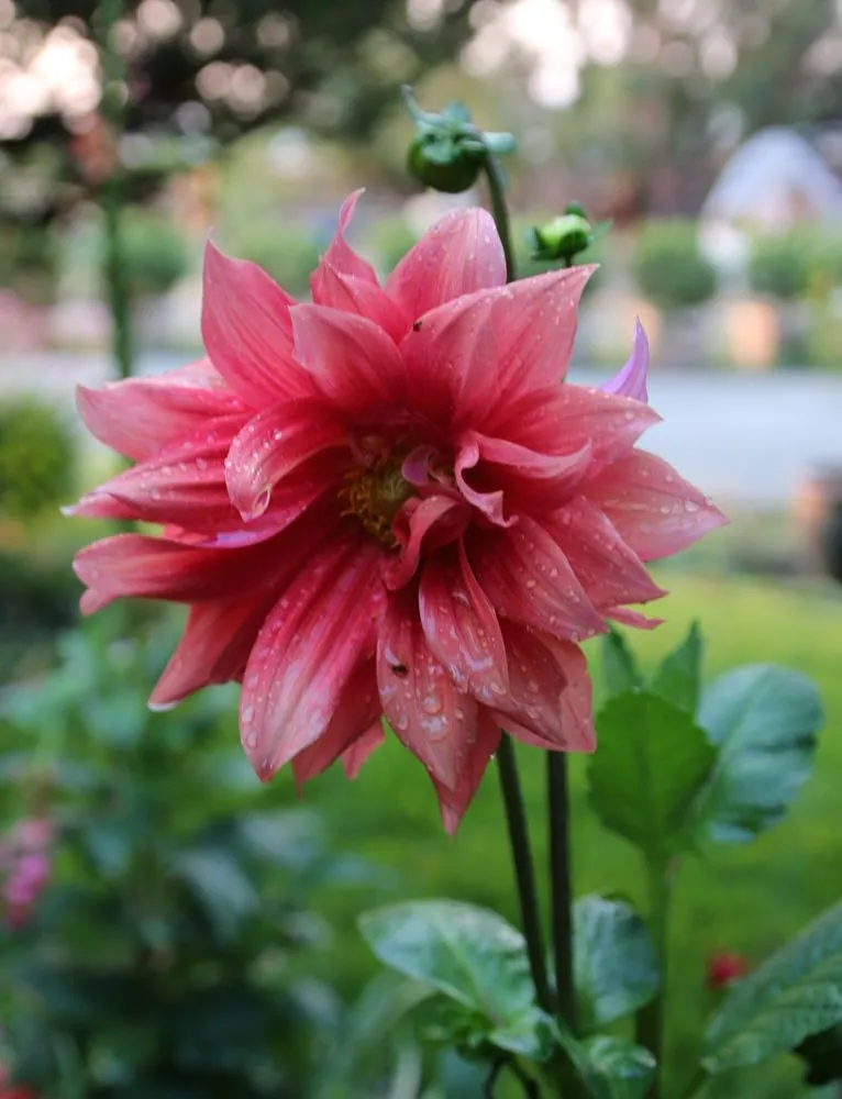 Top-rated yard cleanup service experts serving Livermore, CA - Vision Scapes & Associates