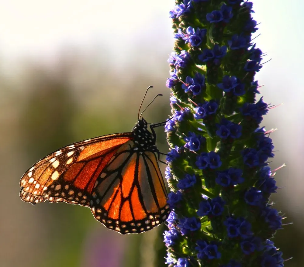 Expert landscape installation experts serving Livermore, CA - Vision Scapes & Associates