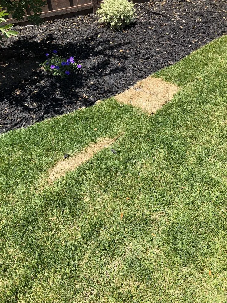 Custom lawn care service experts serving Livermore, CA - Vision Scapes & Associates