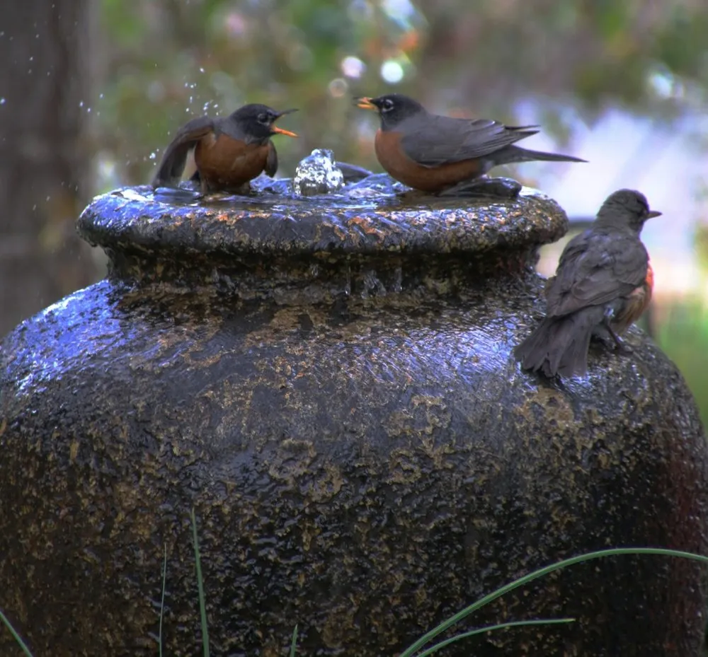 Professional residential landscaping for homes across Livermore, CA - Vision Scapes & Associates