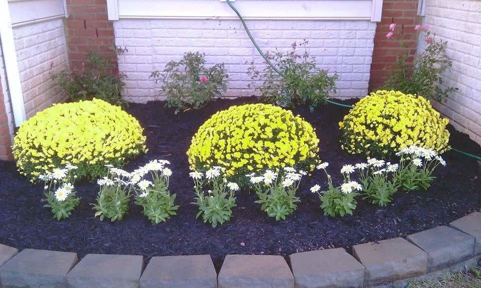 Expert lawn care service in Nashville, TN by Visionary Lawn Services