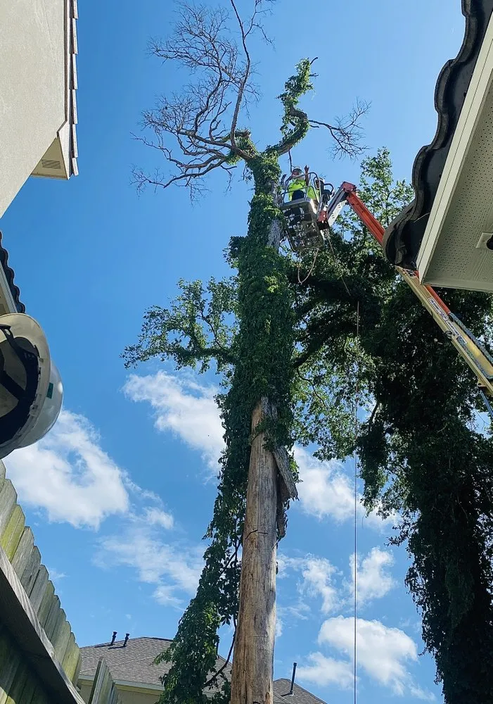 Professional landscape design for outdoor upgrades across Houston, TX - Visionary Trees & Landscape