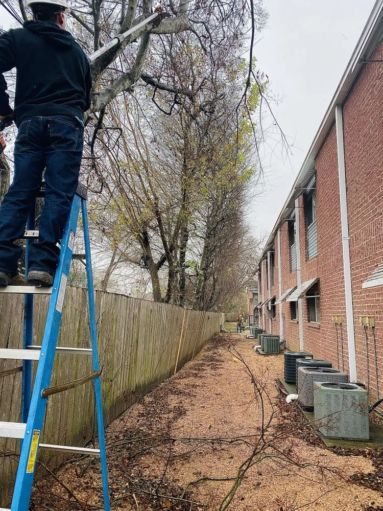 Professional yard cleanup service in Houston, TX - Visionary Trees & Landscape