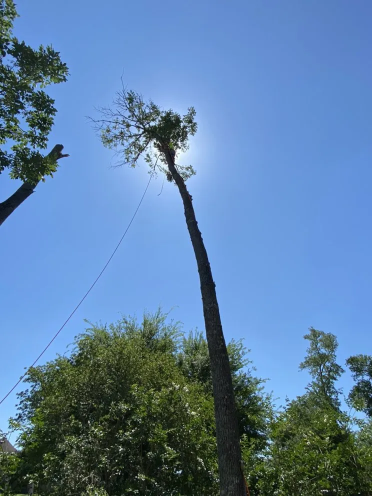 Reliable yard cleanup service in Houston, TX by Visionary Trees & Landscape