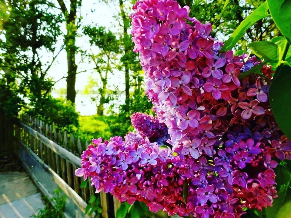 Top-rated yard maintenance in MI, MI - VisionScapes