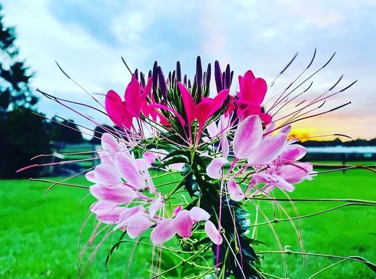 Trusted yard maintenance for beautiful yards across MI, MI - VisionScapes