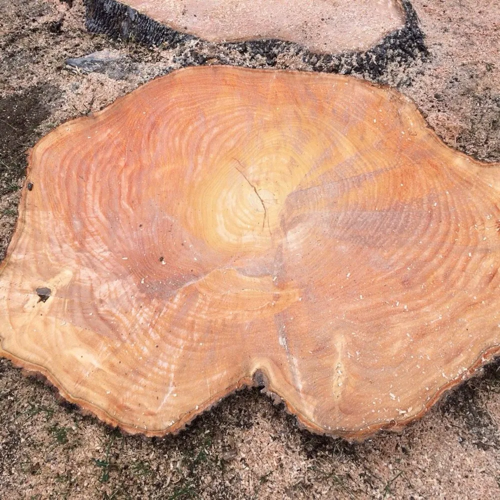 Reliable lawn care service in Thousand Oaks, CA - Vista Bella Tree and Landscape