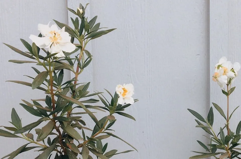 Affordable lawn care service in San Pedro, CA - Vista Dulce