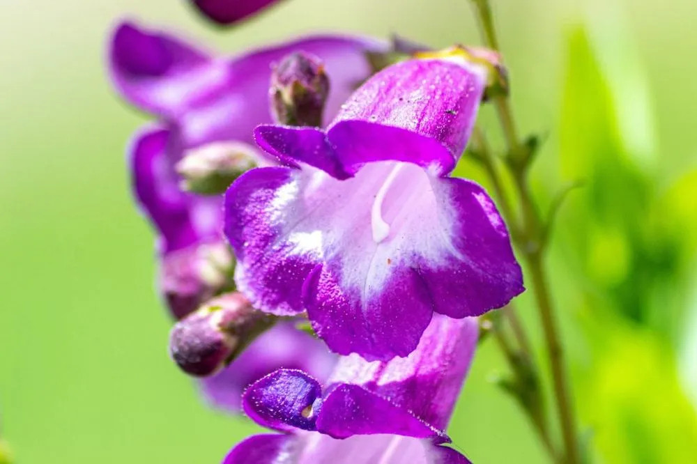 Custom lawn mowing service in Beaufort, SC - Vista Landscaping