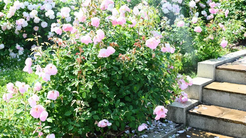 Top-rated lawn mowing service for homes in Tulsa, OK by Vista Landscaping