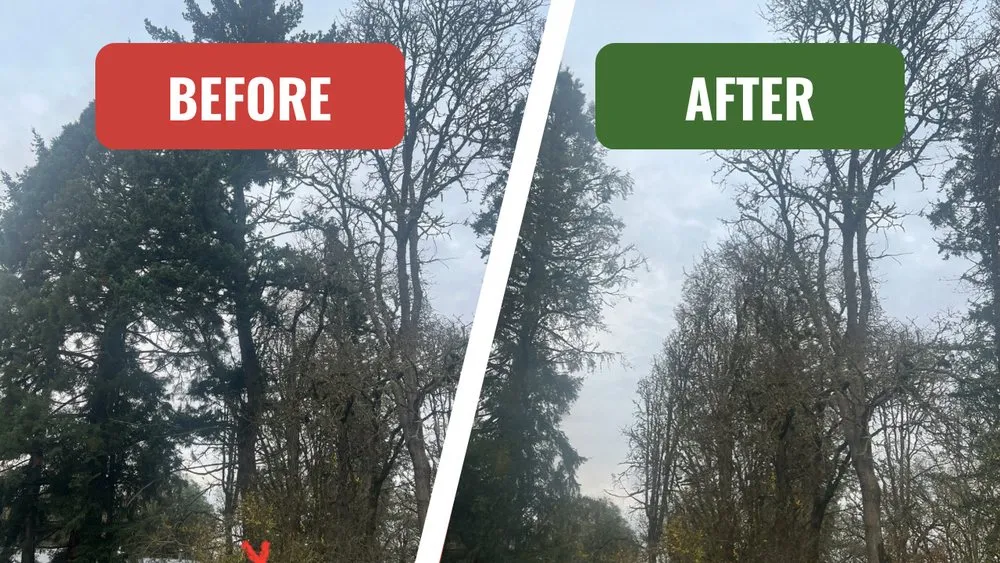 Expert lawn care service in Salem, OR by Vista Pacific