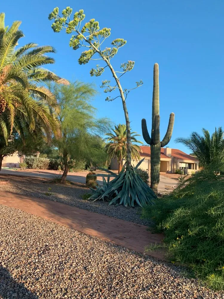 Local yard cleanup service in Green Valley, AZ by Vista Verde Landscaping
