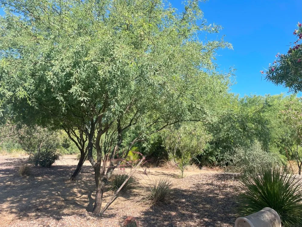 Professional residential landscaping experts serving Green Valley, AZ - Vista Verde Landscaping