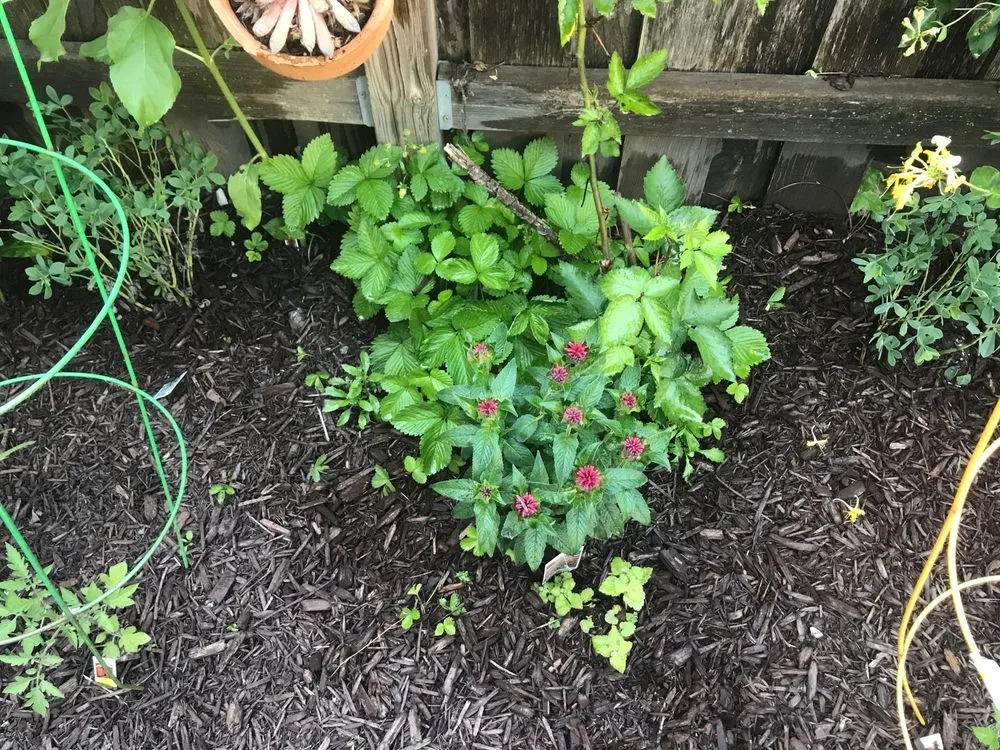 Affordable lawn care service in Chicago, IL by Vital Care Landscaping