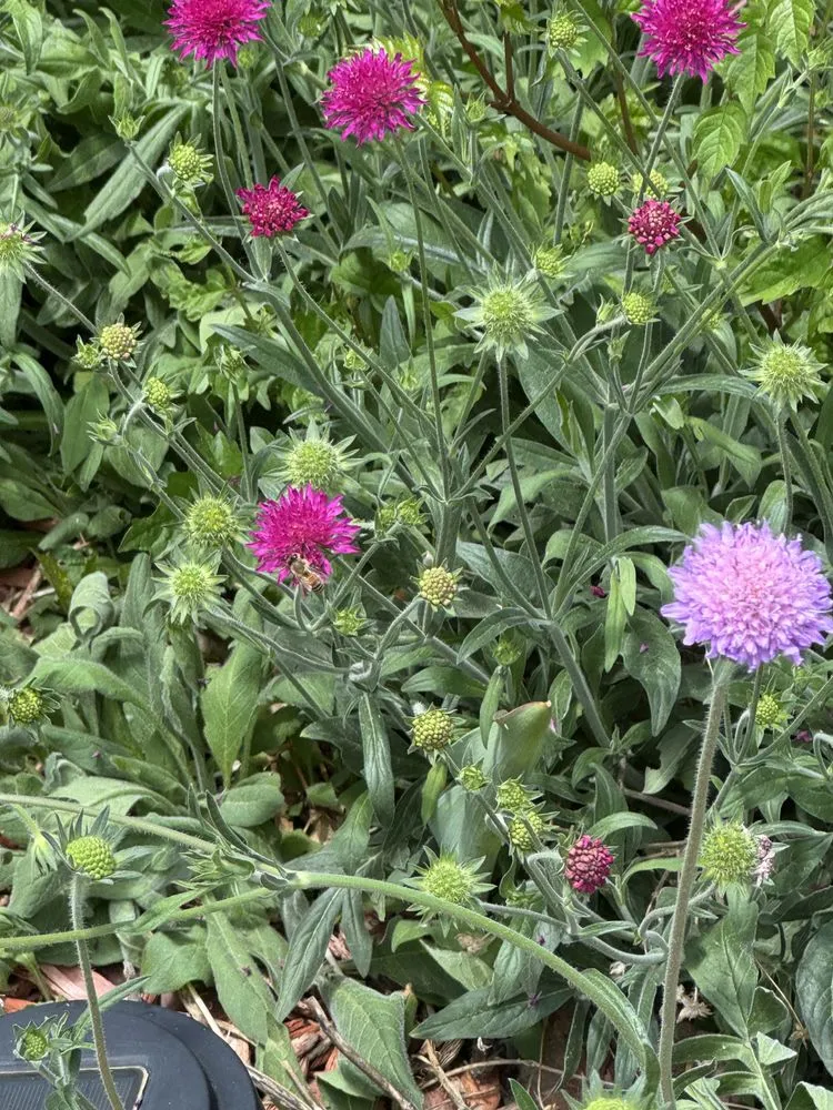 Expert garden landscaping in Arvada, CO by Vitali-Tree