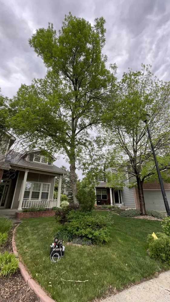 Professional yard cleanup service experts serving Arvada, CO - Vitali-Tree