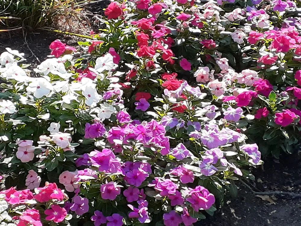 Professional landscaping services in Stamford, CT by Vitanza