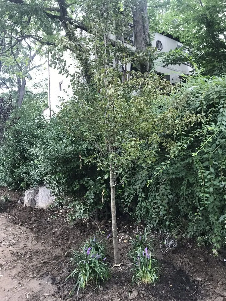 Affordable landscape installation in New Rochelle, NY - Vito Portanova Landscaping