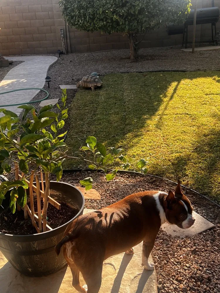 Local yard cleanup service experts serving Phoenix, AZ - Viva Landscape & Design