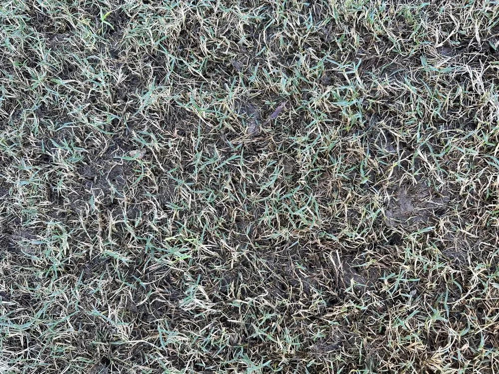 Local garden landscaping in Phoenix, AZ by Viva Landscape & Design