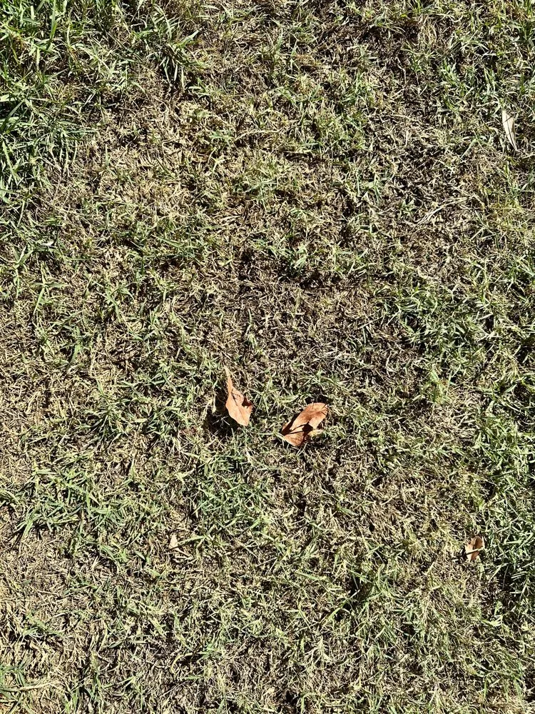 Professional residential landscaping experts serving Phoenix, AZ - Viva Landscape & Design