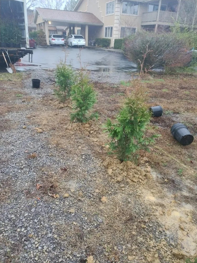 Top-rated yard cleanup service for beautiful yards in Morristown, TN by vivanco plants