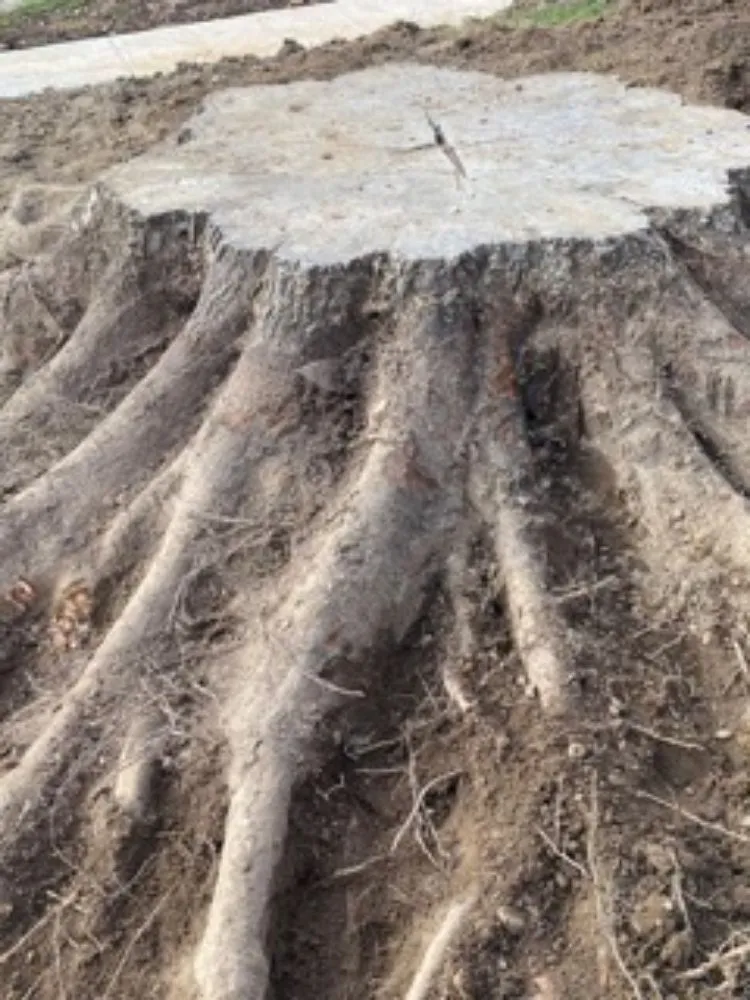 Affordable lawn mowing service in Newark, DE by Vivar Lawn Care & Landscaping Services